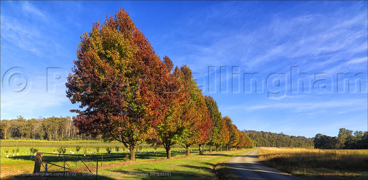 Peter Bellingham Photography Shades of Autumn - VIC (PBH4 00 13259)